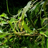 Pothos remotiflorus Hook.